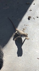 Sceloporus uniformis