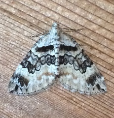 Dysstroma hersiliata