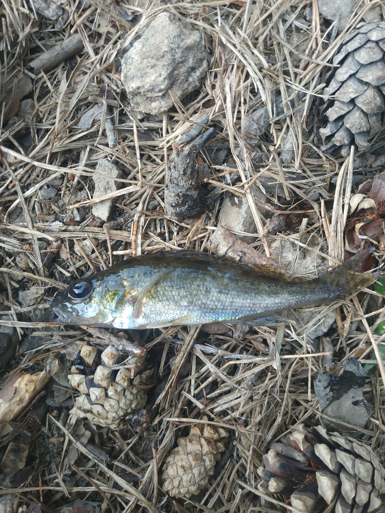 Ruffe from Свердловская обл., Россия, 624013 on July 14, 2020 at 06:20 ...