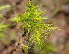 Dicranoloma menziesii