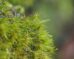 Dicranoloma menziesii