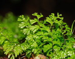 Hymenophyllum cupressiforme