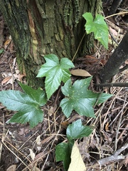 Rubus reflexus hui