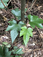 Rubus reflexus hui