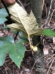 Rubus reflexus hui