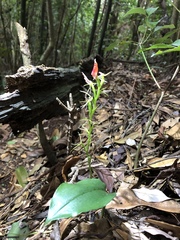 Cryptostylis arachnites
