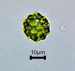 Coelastrum