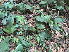 Calanthe striata