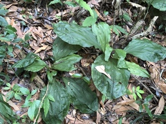 Calanthe striata