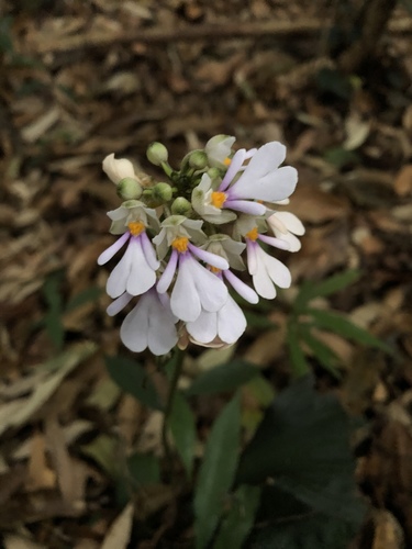 Calanthe alismifolia iNat (2)