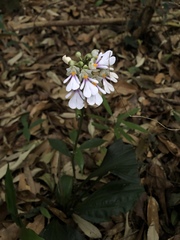 Calanthe alismifolia