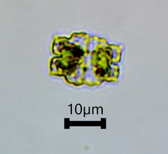 Euastrum