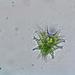 Staurastrum furcigerum - Photo (c) enorman22, algunos derechos reservados (CC BY-NC)