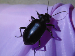 Calosoma peregrinator