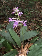Calanthe dominyi