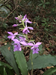 Calanthe dominyi