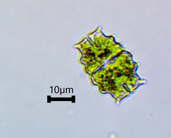 Euastrum