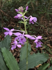 Calanthe dominyi