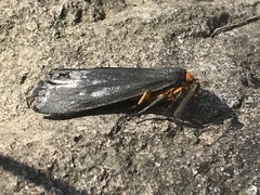 Gnamptonychia ventralis