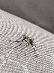 Ochlerotatus