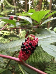 Phytolacca japonica