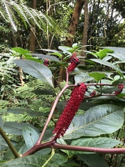 Phytolacca japonica
