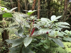 Phytolacca japonica