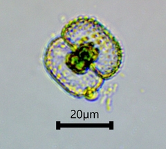 Cosmarium punctulatum