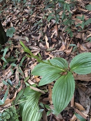 Liparis sootenzanensis