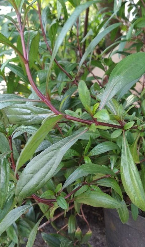 Ayapana triplinervis (Ayapana triplinervis)