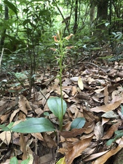 Cryptostylis arachnites