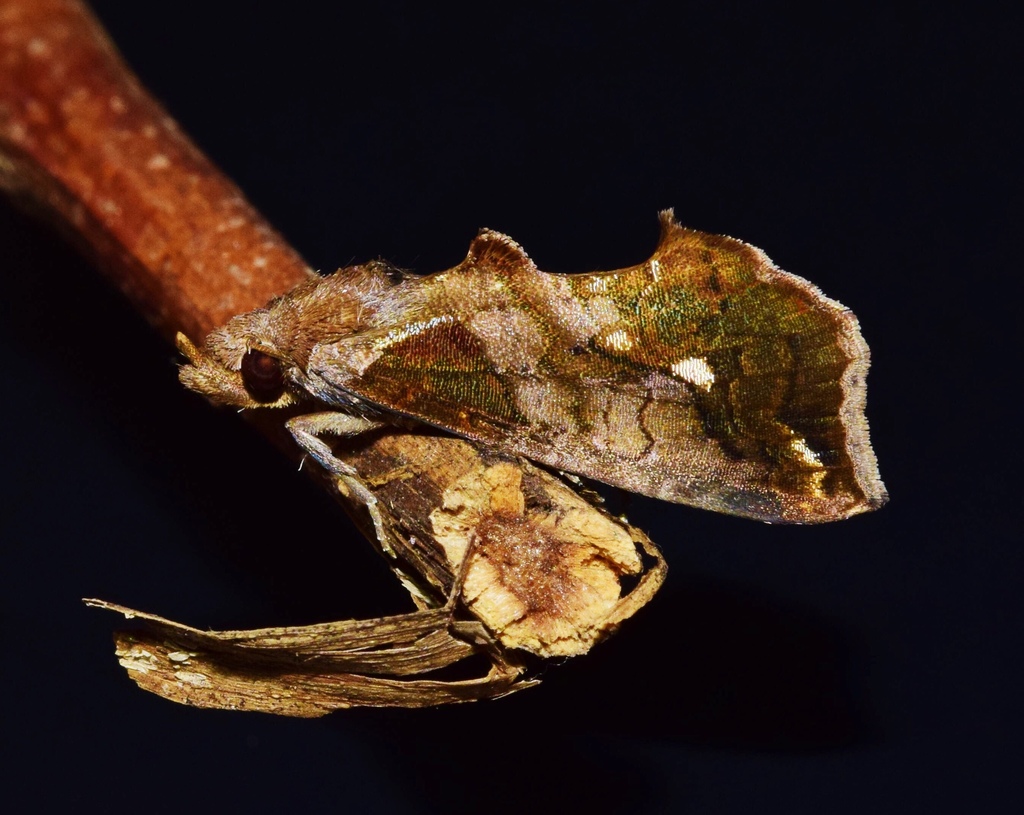 Plusiodonta achalcea