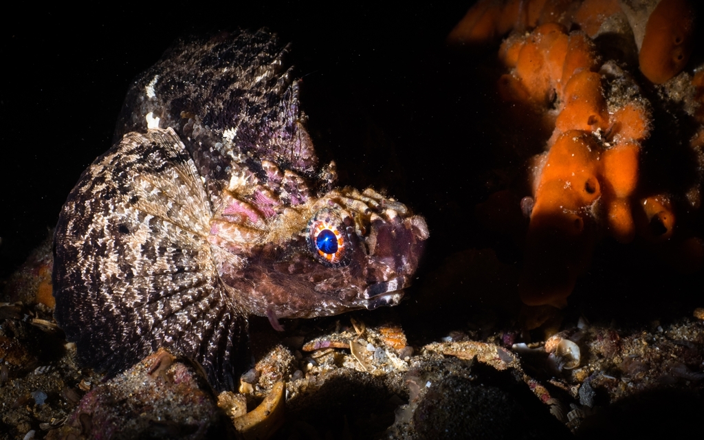 Goblinfish (Glyptauchen panduratus) — Tetrarogidae