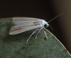 Leucania cruegeri
