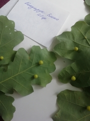 Cynips quercusfolii