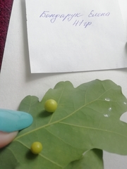 Cynips quercusfolii