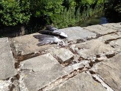 Columba palumbus
