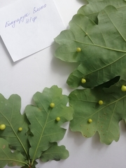 Cynips quercusfolii