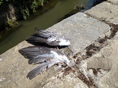 Columba palumbus