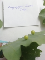 Cynips quercusfolii
