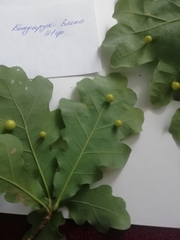 Cynips quercusfolii