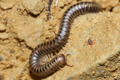 Eumastigonus