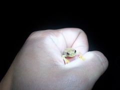 Dendropsophus mathiassoni