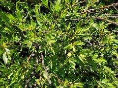 Salix boothii
