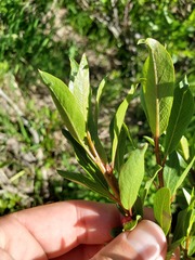 Salix boothii