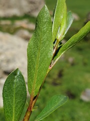 Salix boothii