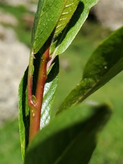 Salix boothii
