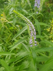 Veronica longifolia