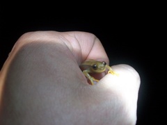 Dendropsophus mathiassoni