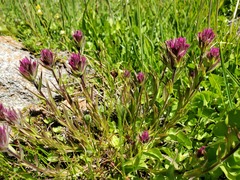 Castilleja lassenensis